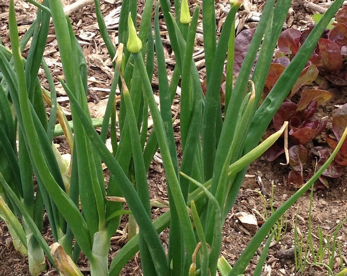 Green Mountain Multiplier Onion Seeds Perennial, Vegetable Seeds