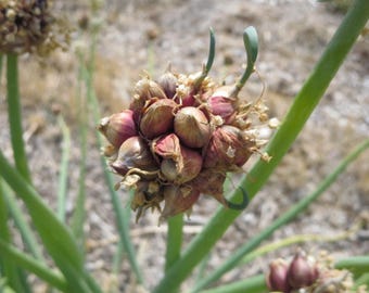 SOLD OUT! 10 Egyptian Walking Onion top sets/bulblets - Egyptian onions, Perennial onion, Tree onions, Egyptian walking, Top set onions