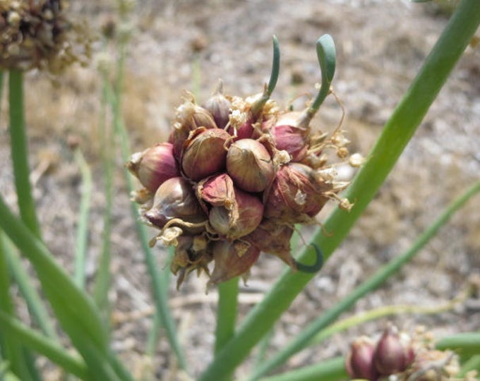 10 Egyptian Walking Onion Top Sets/bulblets Egyptian Onions, Perennial