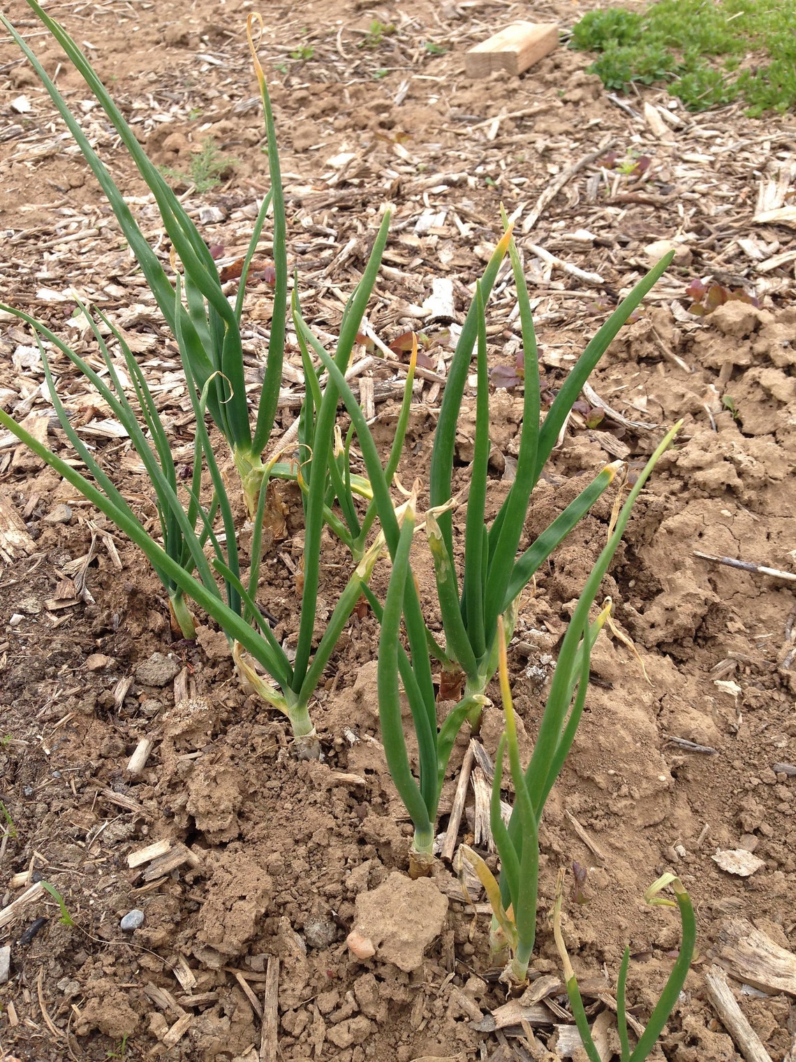 Green Mountain Multiplier Onion Seeds Perennial Vegetable Etsy