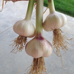 Inchelium Red Garlic (10 cloves) - Garlic Bulbs, garlic for planting, heirloom garlic, organic garlic, Softneck garlic, garlic braid