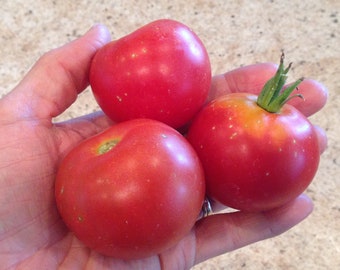 Stupice Tomato Seeds - Red tomato seeds, stupice seeds, early tomato, potato leaf, heirloom tomato, heirloom seeds, easy to grow