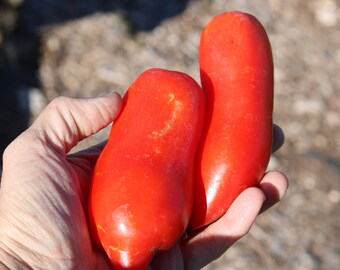 Federle Tomato Seeds - Federle's Italian Paste, Roma tomatoes, Red tomatoes, Heirloom tomatoes, Federle tomatoes, Paste tomatoes