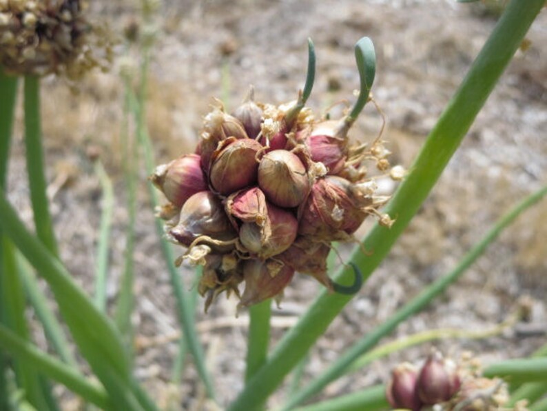 10 Egyptian Walking Onion top sets/bulblets Egyptian onions Etsy