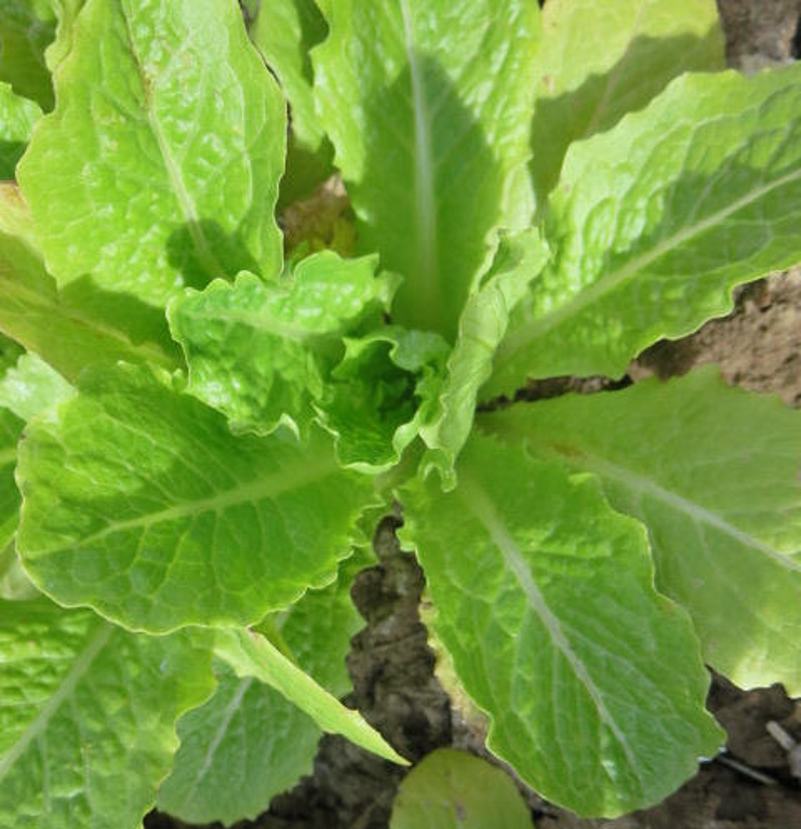 Paris White Cos Lettuce Seeds Romaine Lettuce Organic Etsy