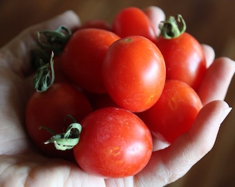 A Grappoli d'Inverno Tomato Seeds BULK ORDER - Grape tomatoes, Heirloom tomatoes, Non-GMO, Cherry tomato seeds, Italian tomatoes
