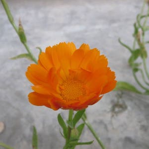 Calendula, Orange (Calendula officinalis) seeds, organic