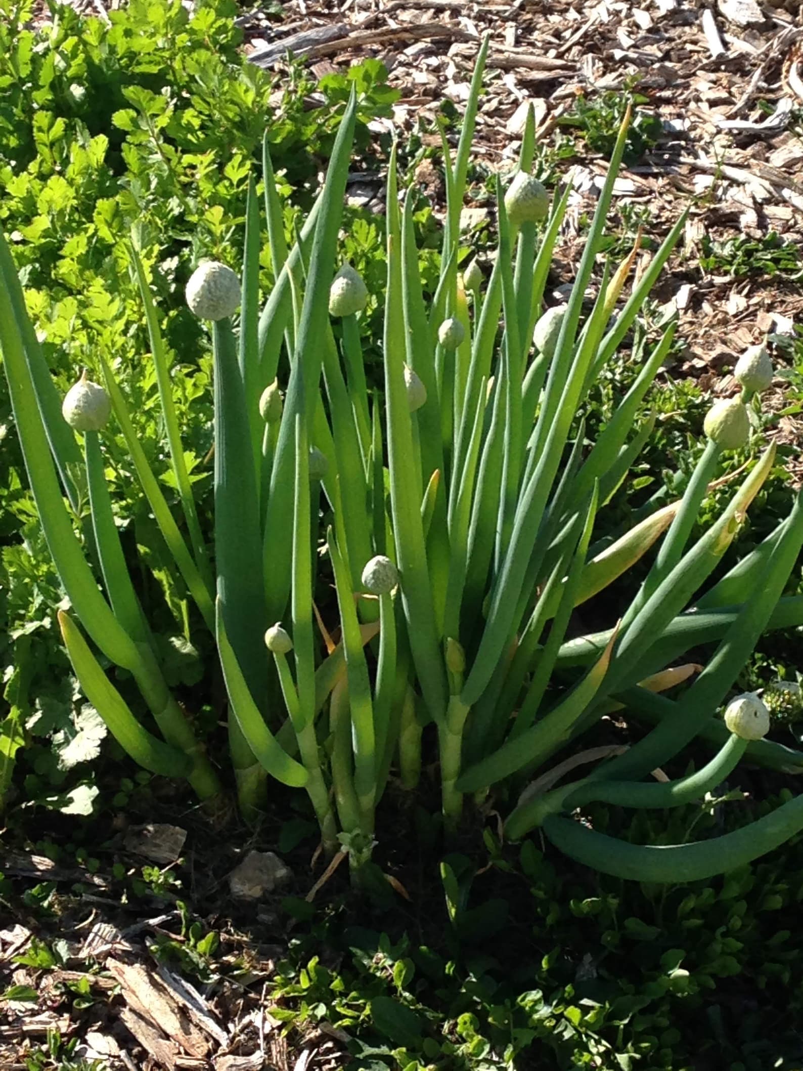 Evergreen White Bunching Onion Seeds Vegetable Seeds Green Etsy