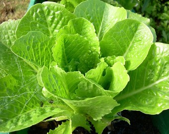 Paris White Cos Lettuce Seeds - Romaine Lettuce, Organic Lettuce Seed, Loose leaf, Non GMO Lettuce, Heirloom Lettuce, Container Gardening