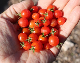 Spoon Tomato Seeds - Cherry tomato, Tiny tomato, Spoon tomatoes, Small tomatoes, Red currant tomato, Heirloom tomatoes, Mini tomato