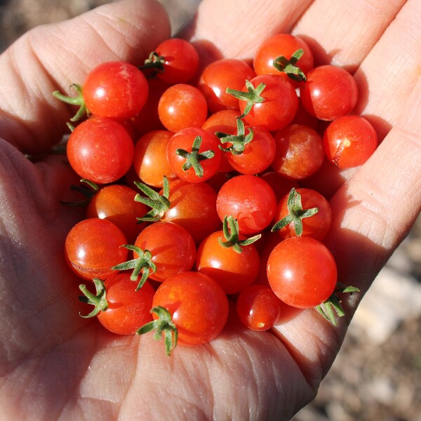 Spoon Tomato Seeds - Cherry tomato, Tiny tomato, Spoon tomatoes, Small tomatoes, Red currant tomato, Heirloom tomatoes, Mini tomato