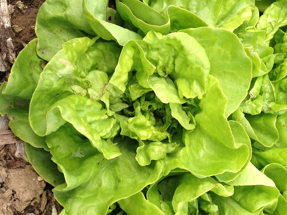 Landis Winter slazaden Groene slazaden Landis Lettuce Etsy