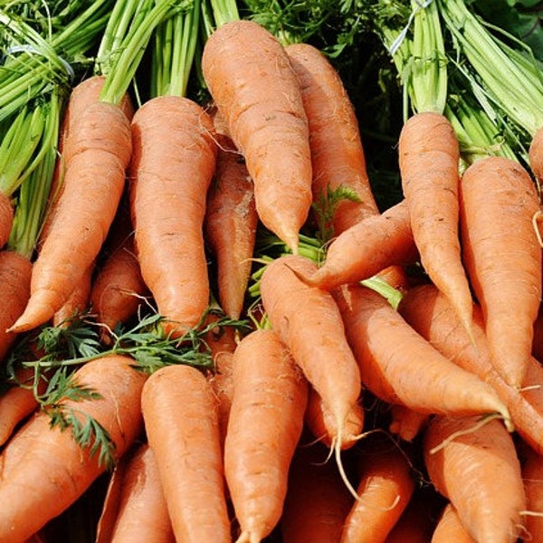 Danver's half-long carrot seeds - Heirloom Carrot Seed, Organic Carrot Seed, Carrot Danvers, Sustainable Seeds, Grow your own, Easy to grow