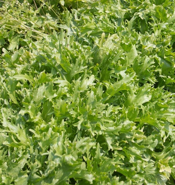 Curly Endive Leafy Green Seeds Frisee Lettuce Salad Greens Frisee Seeds Leaf Vegetable