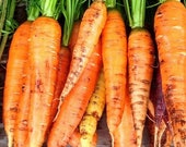 St. Valery carrot seeds - Rare Variety - Heirloom Carrot Seed, Organic Carrot Seed, Sustainable Seeds, Grow your own, Easy to grow
