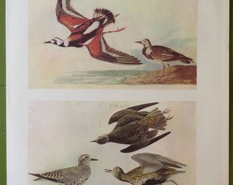 John J Audubon Ruddy Turnstone Deco Magnet Birds of America Shorebirds