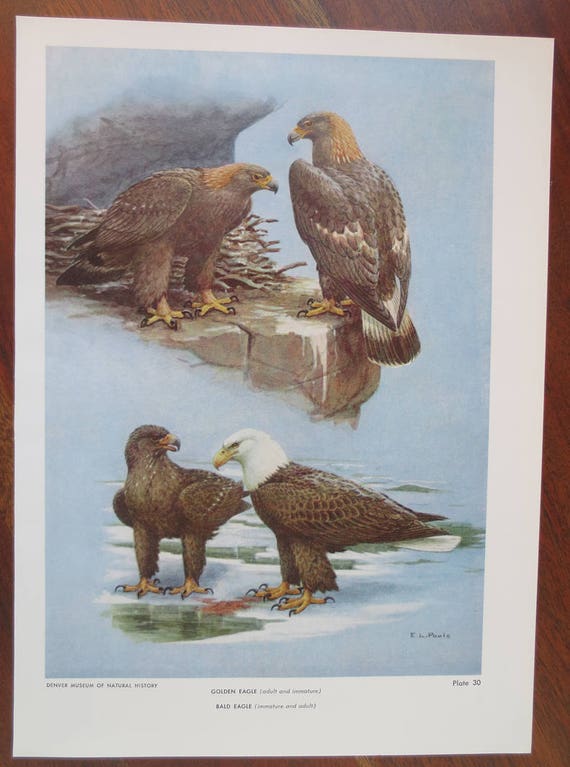 Vintage Birds Of Colorado Print Golden Eagle Bald Eagle Vintage Wall Art Vintage Hunting Print Vintage Bird Print Eagles