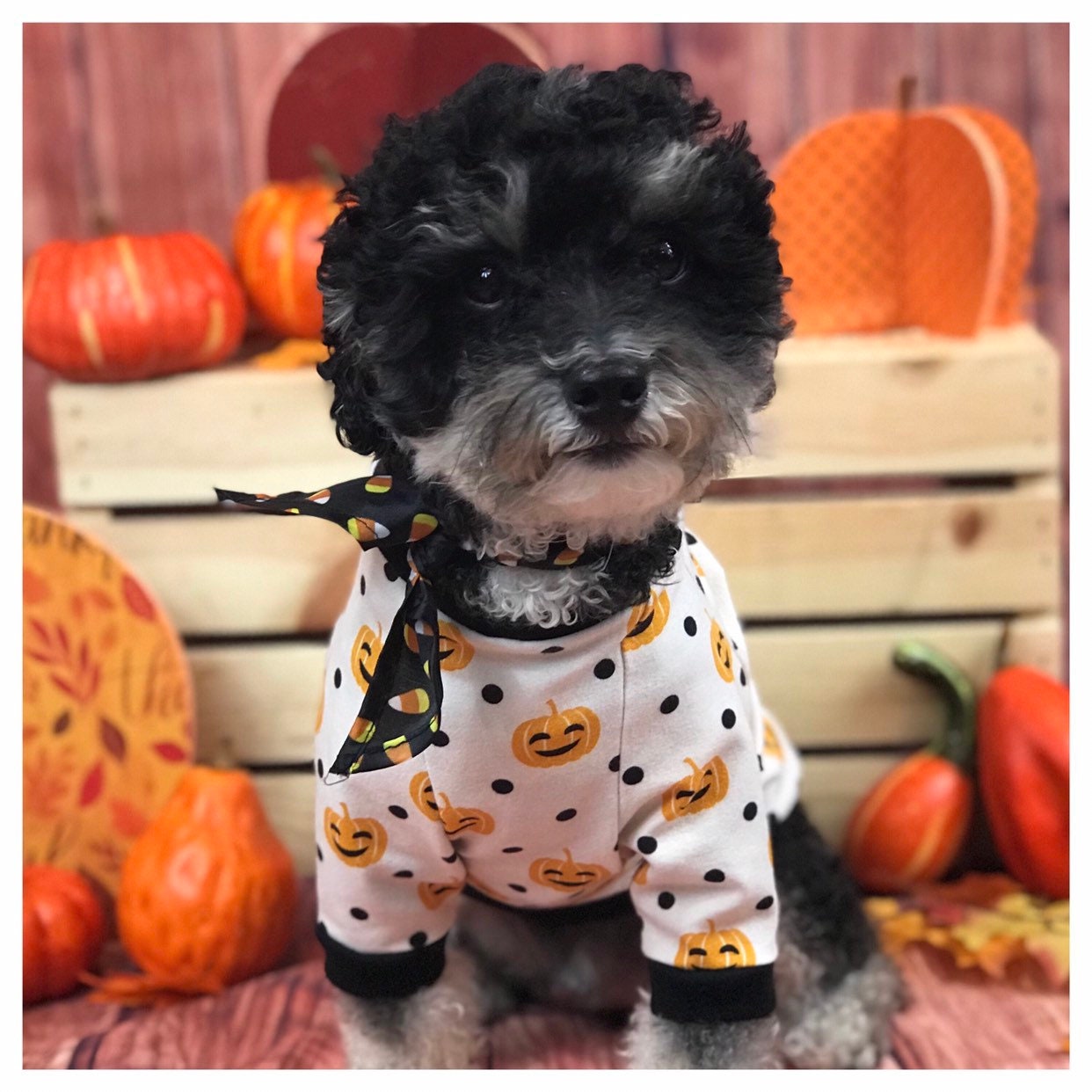 Chemise de Chien d'impression Citrouille, Coton Organique