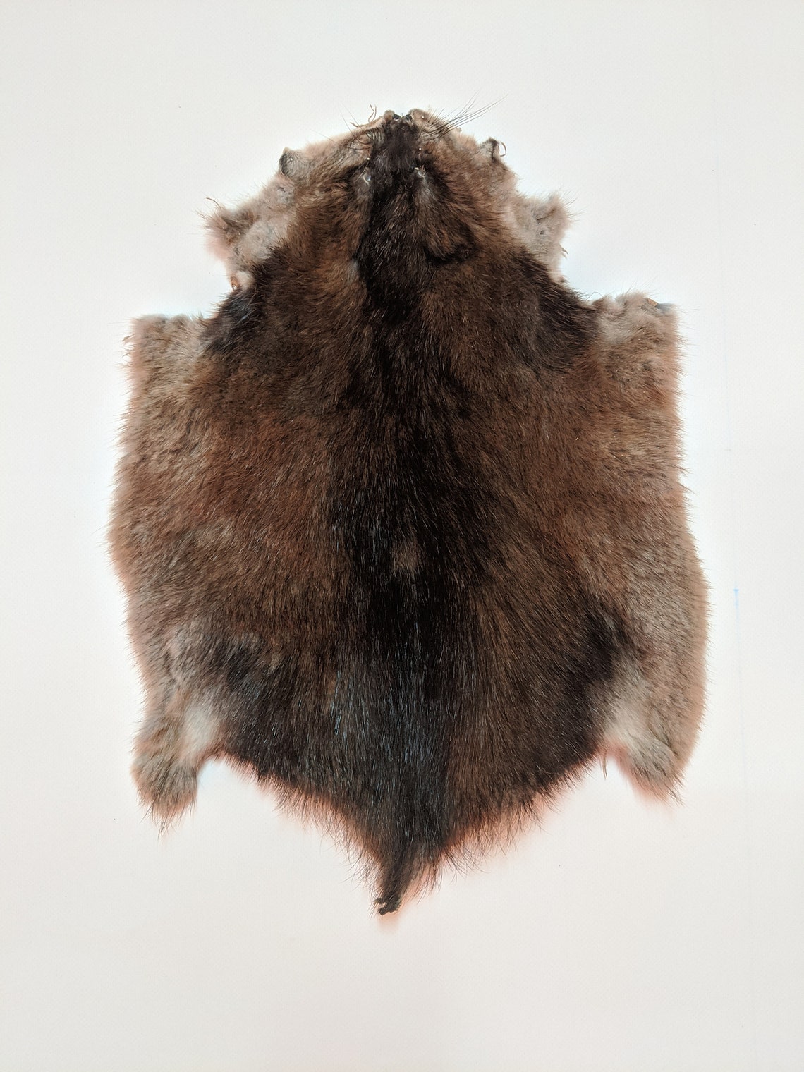 Muskrat Tanned Fur Pelt North American Weasel Fur Supplies Etsy