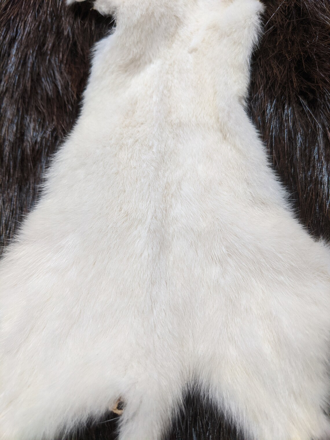 Weasel pelt North American Weasel fur supplies and tools Etsy