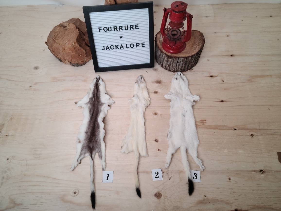 Beautiful Weasel Pelt North American Weasel Fur Supplies and Etsy