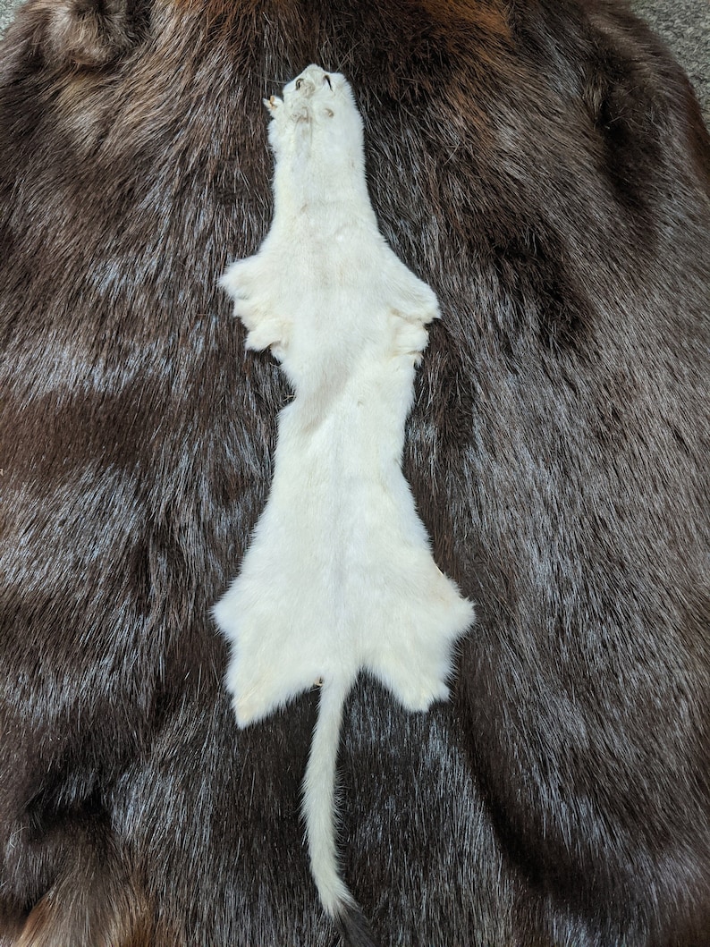 Weasel pelt North American Weasel fur supplies and tools Etsy