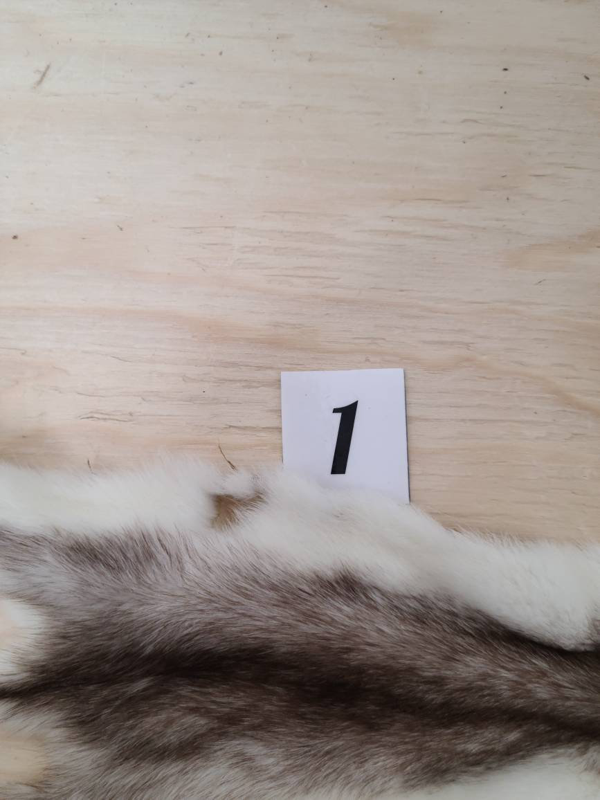 Beautiful Weasel Pelt North American Weasel Fur Supplies and Etsy