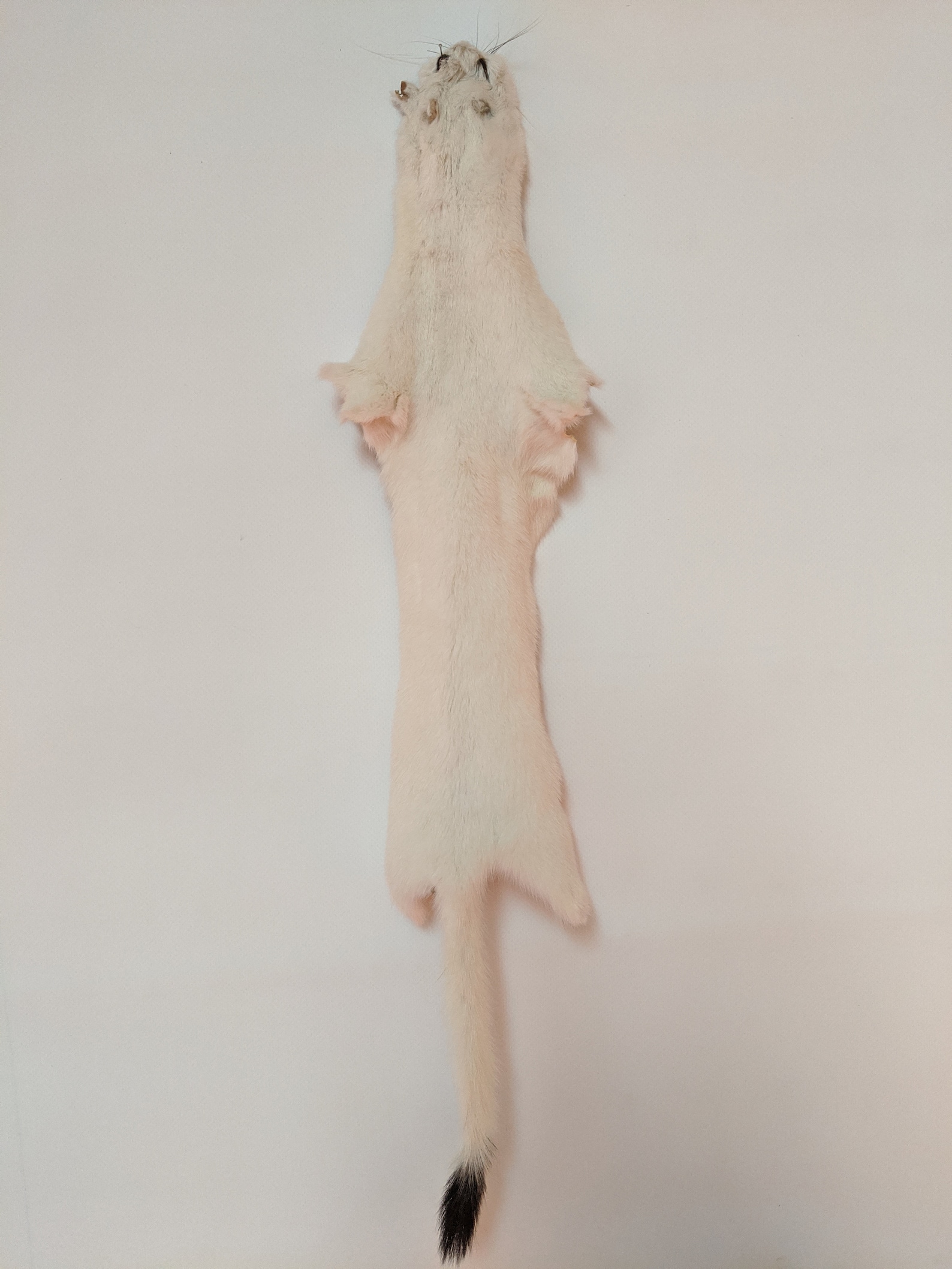 Weasel pelt North American Weasel fur supplies and tools Etsy