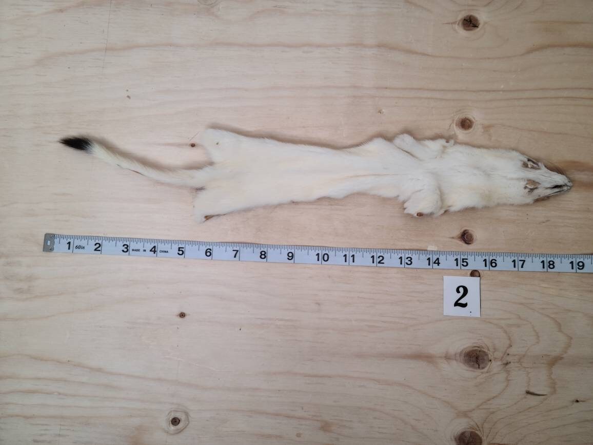 Beautiful Weasel Pelt North American Weasel Fur Supplies and Etsy