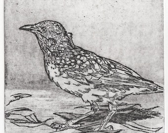 Western Bowerbird II (Etching)