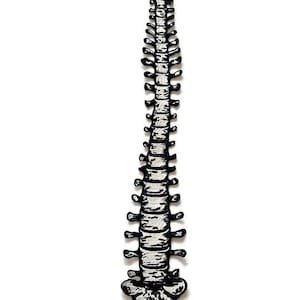 May include: A black and white illustration of a human spine. The spine is depicted in a vertical orientation, with detailed representation of the vertebrae and spinal structure. The artwork is set against a plain white background.