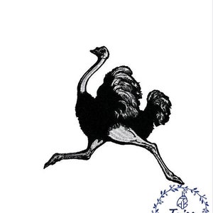 May include: Black and white illustration of an ostrich running. The ostrich is facing right and has its head and neck extended forward. The ostrich's legs are long and thin, and its feet are small. The ostrich's feathers are ruffled and appear to be moving in the wind.