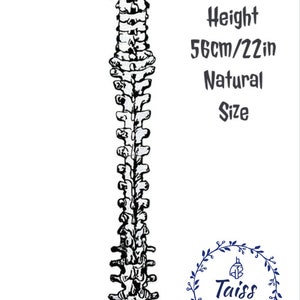 May include: Black and white line drawing of a human spine, natural size, 56cm/22in tall. The image includes the text "Height 56cm/22in Natural Size".