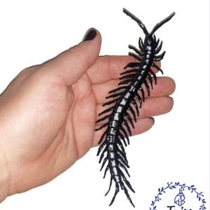 May include: Black and white embroidered centipede iron-on patch. The patch is about 5 inches long and features a detailed design of a centipede with segmented body and legs.