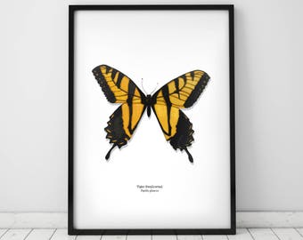 Yellow Tiger Swallowtail Butterfly Archival Print A4