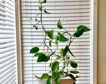 ARCHY - tuteur pour plante, treillis végétal, décoration végétale