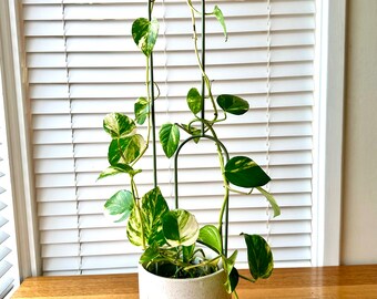 ARCHY'S MATE Plant Stake: Powder Coated Steel Plant Trellis