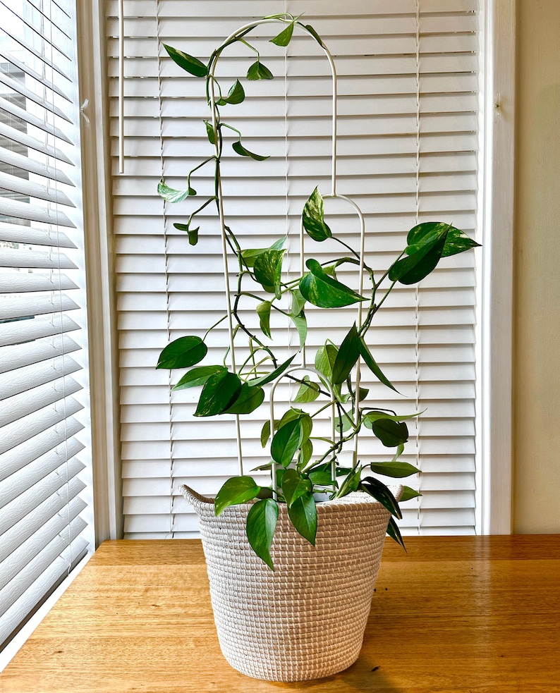 May include: A potted plant with green leaves growing up a white metal trellis. The plant is in a white woven basket.