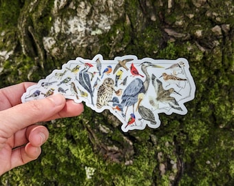 Pegatina de aves de Carolina del Norte // pegatina de vinilo • pegatinas para portátiles • pegatinas para botellas de agua • calcomanías • aves estatales • aves de jardín