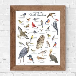Birds of North Carolina watercolor field guide // birding art • housewarming • classroom print • backyard birds • state birds • bird nerd