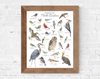 Guía de campo de acuarela de aves de Carolina del Norte // arte de observación de aves • inauguración de la casa • impresión para el aula • aves del jardín • aves estatales • nerd de las aves