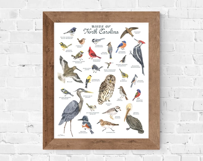 Birds of North Carolina watercolor field guide // birding art • housewarming • classroom print • backyard birds • state birds • bird nerd