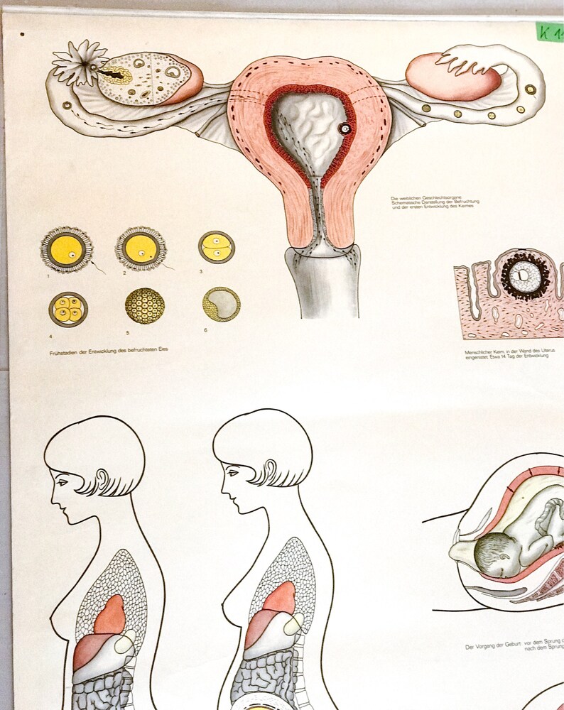 Poster pregnancy and childbirth Vintage School Chart Preganancy Birth Educational Posters School Wall Posters Learning Poster Gynecology
