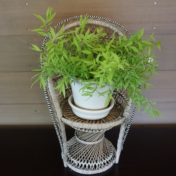 Woven Rattan Peacock Fan Chair With Black and White Cross-Hatch Lacing for Plants, Dolls or Decorative Panache, Circa 1970s