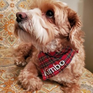 May include: A small, fluffy dog with light brown and white fur, wearing a red and green plaid bandana. The bandana has the name "Kimbo" in white letters. The dog is sitting on a patterned chair.