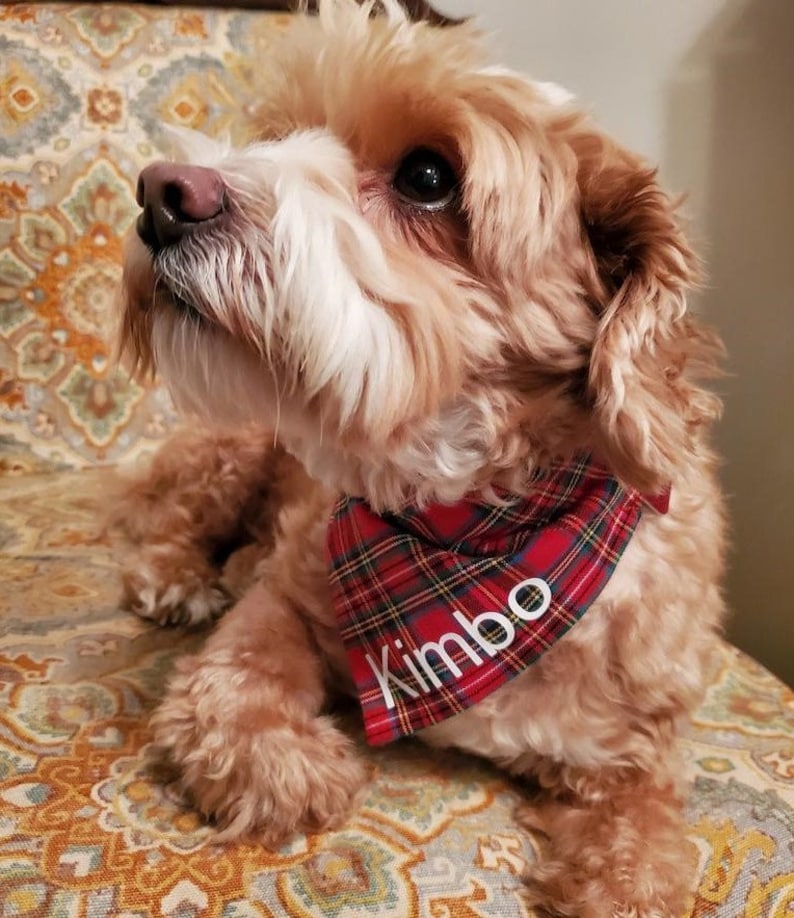 May include: A small, fluffy dog with light brown and white fur, wearing a red and green plaid bandana. The bandana has the name "Kimbo" in white letters. The dog is sitting on a patterned chair.