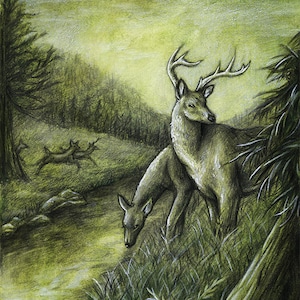 Original Deer Art Print - Haven