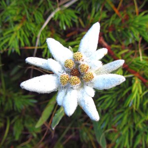 Op de afbeelding: Een witte edelweiss bloem met een gele kern, bloeiend in een groene alpenweide.