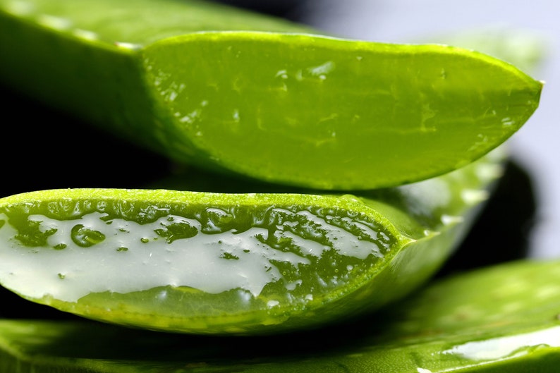 Op de afbeelding: Close-up van een groene alo&euml; vera plant met blootliggend gel. De plant is opengesneden, waardoor het heldere gel zichtbaar wordt.