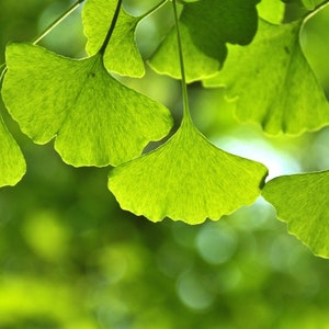 Op de afbeelding: Close-up van groene ginkgo bladeren met een wazige groene achtergrond.
